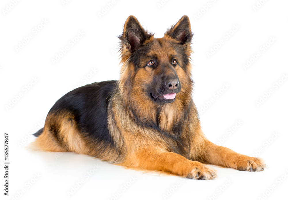German shepherd long-haired dog lying isolated