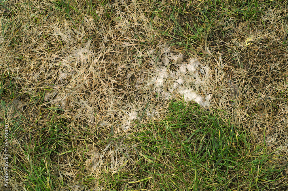 Obraz premium Snow mold on the lawn
