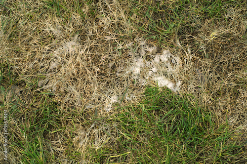 Snow mold on the lawn