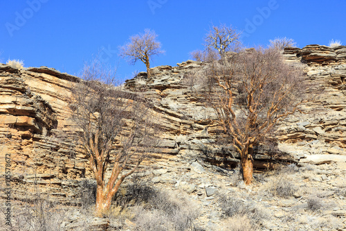 Tree in mountain namibia