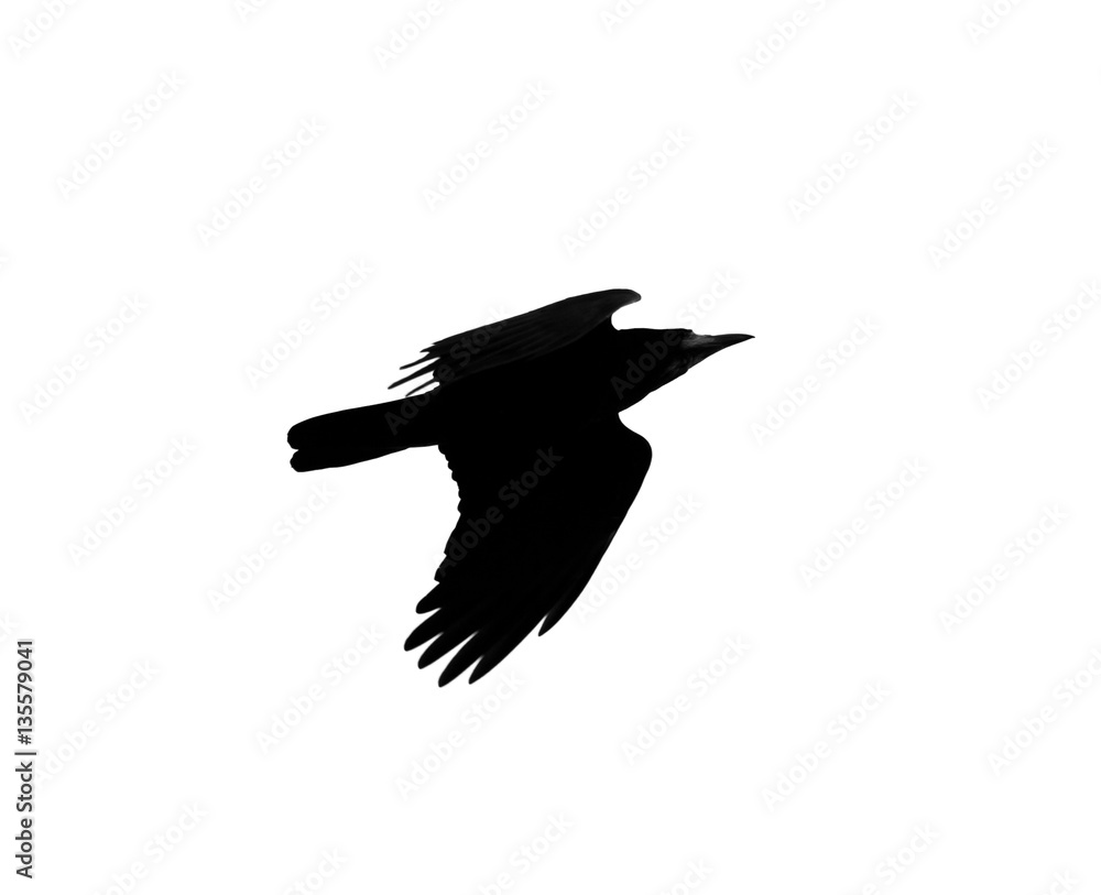 Obraz premium silhouette of a black crow on a white background