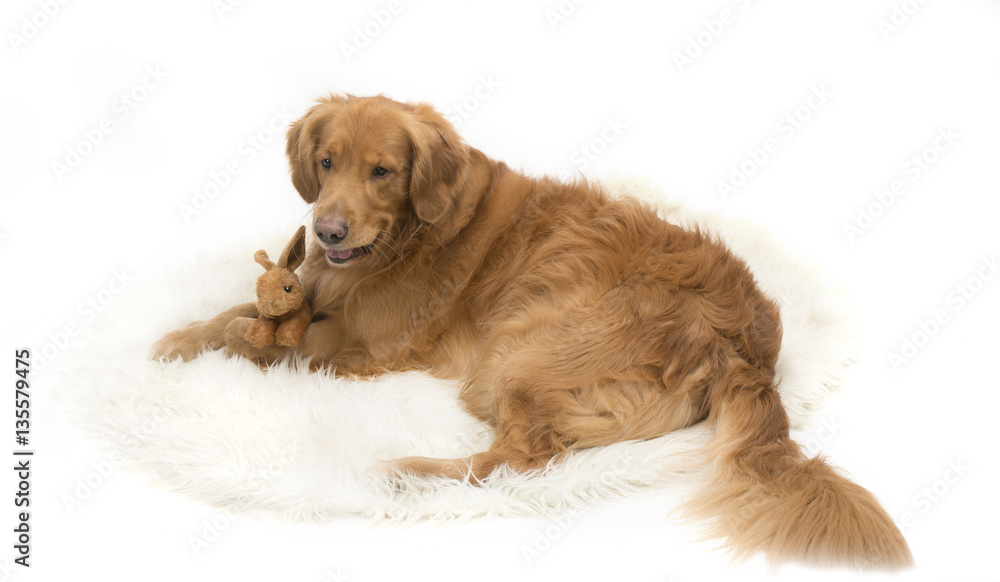 Golden Retriever dog hugging a toy rabbit.