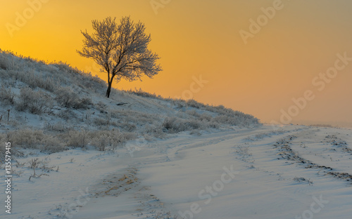 Early morning landscape with lonely apricot tree on a hill at sunset time and winter season