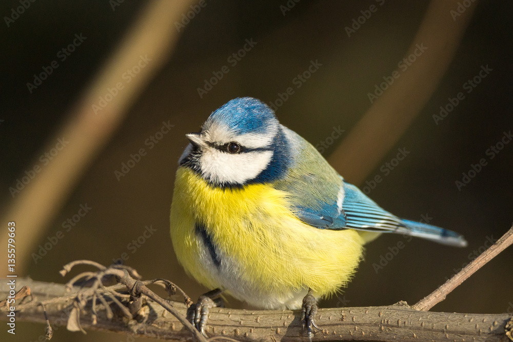Fototapeta premium tit on a branch