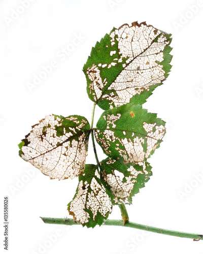 Allantus cinctus - skeletons leaf