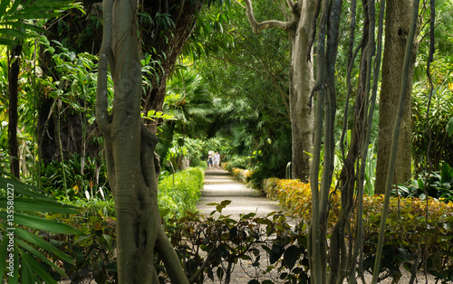 Jardín Botanico / Teneriffa photo