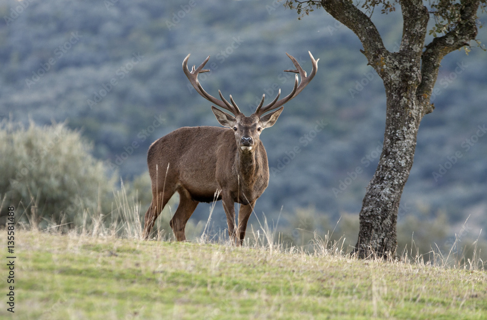 Red deer. Cervus elaphus. Red deer. Cervus elaphus.