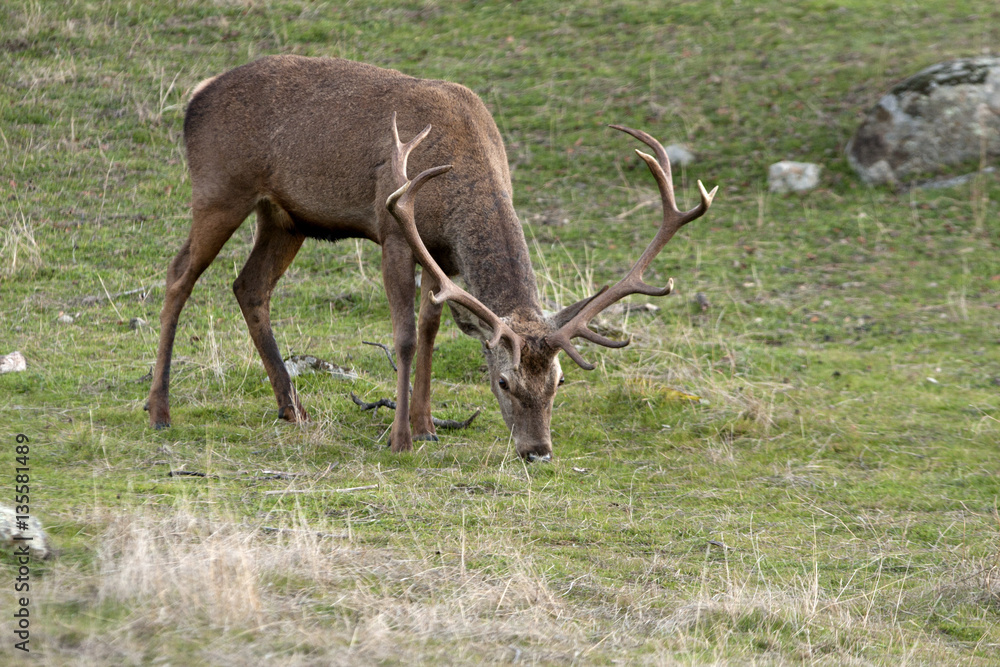 Red deer. Cervus elaphus.