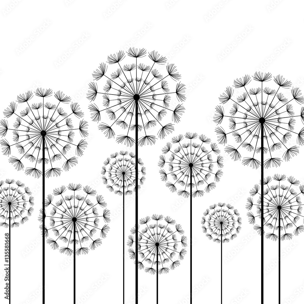 Fototapeta premium Black stylized dandelions on white background