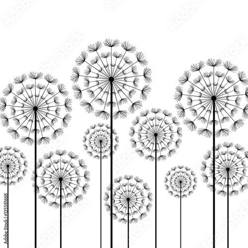 Fototapeta Naklejka Na Ścianę i Meble -  Black stylized dandelions on white background