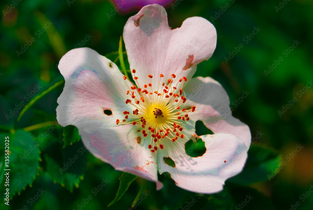 plants and beautiful flower plants and beautiful flower