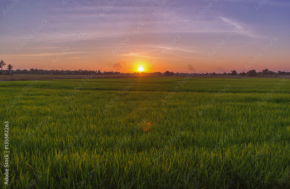 Beautiful view of rice paddy field during sunset in Thailnad. Nature composition
