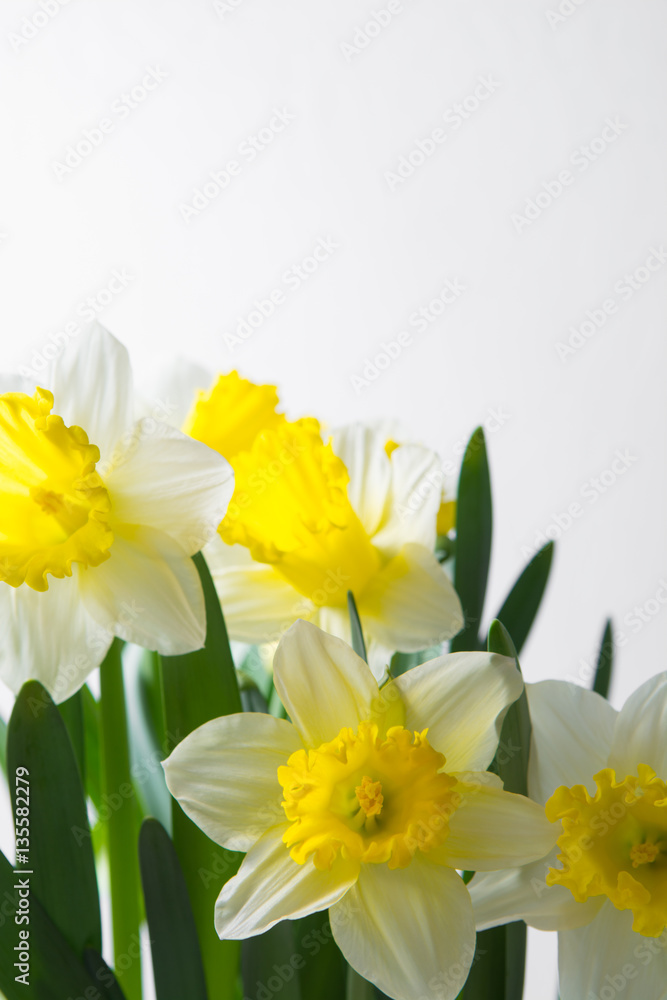 Narcissus - spring yellow-white flower Narcissus - spring yellow-white flower