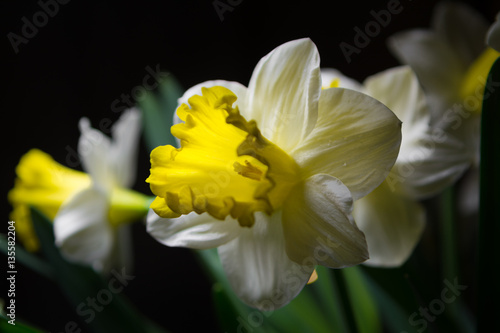 Narcissus - spring yellow-white flower