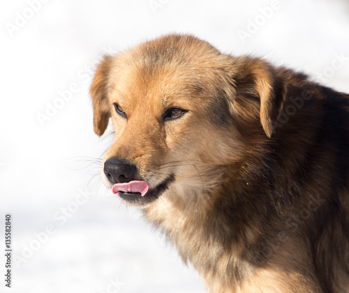 dog on nature in winter