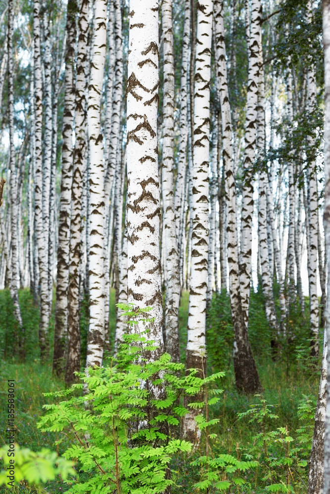 summer in sunny birch forest
