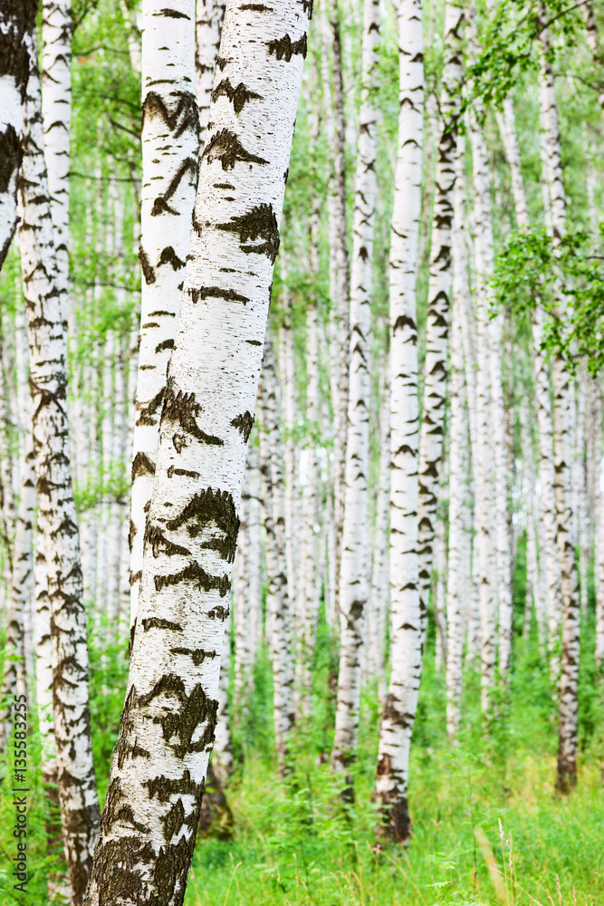 Obraz premium summer in sunny birch forest