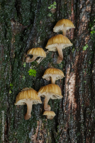Little mushrooms growing on the wet trunk of a cypress tree 