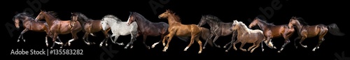 set of ten horses isolated on black background. Banner for web