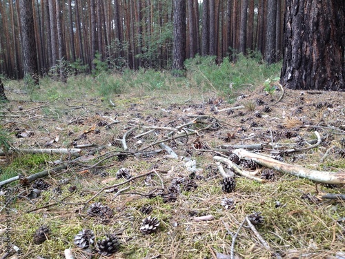 Wald Fichten Baumstämme Markierung Baumharz Gewinnung im Herbst