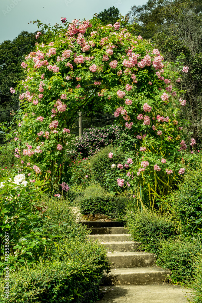 Pink rose arch