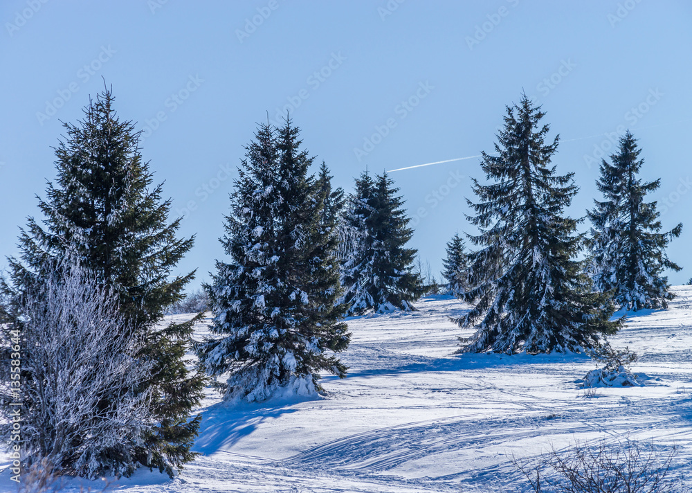 Winter forest with frozen trees majestic view. Winter in nature. Winter forest with frozen trees majestic view. Winter in nature.
