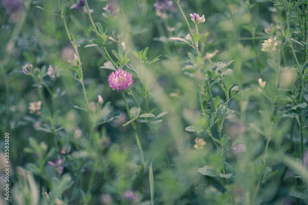 natural summer background, blurred image, shallow depth of field. selective focus. clover natural summer background, blurred image, shallow depth of field. selective focus. clover