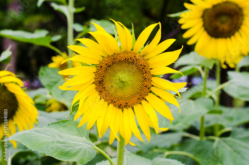 sunflower in the park
