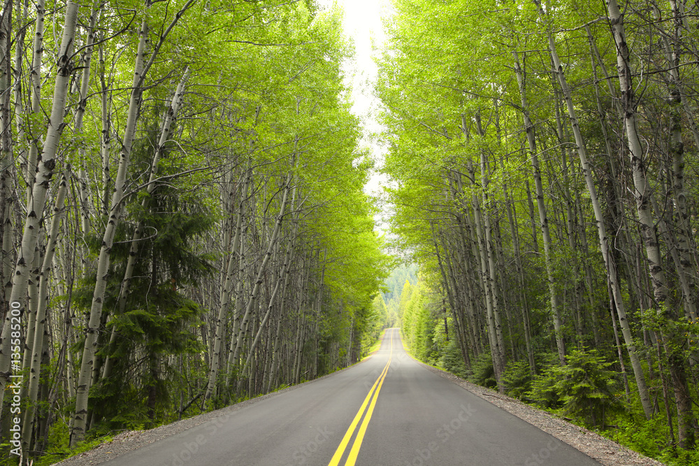 Tall green trees by the high way Tall green trees by the high way