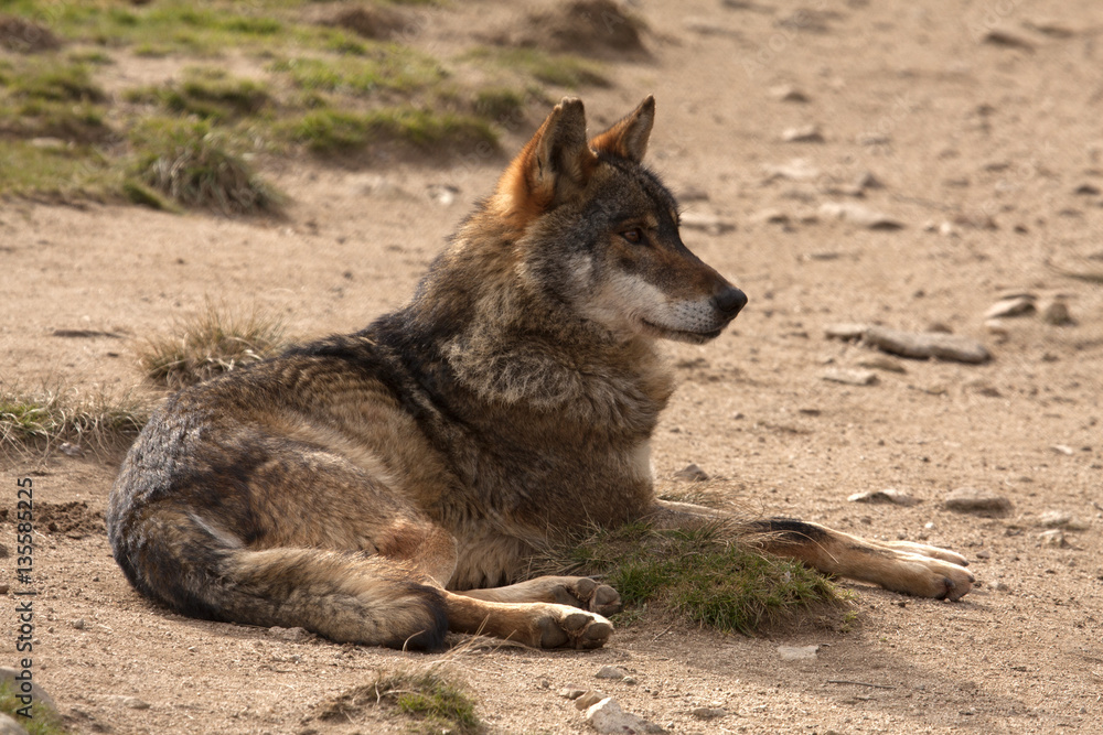 Iberian wolf. Canis lupus Iberian wolf. Canis lupus