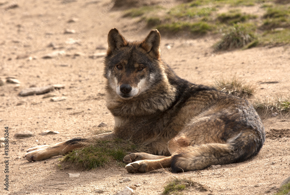 Iberian wolf. Canis lupus