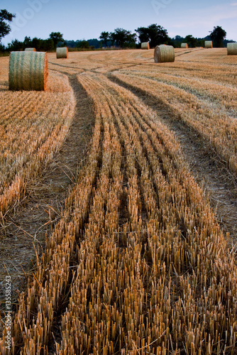 Bales of straw in field photo