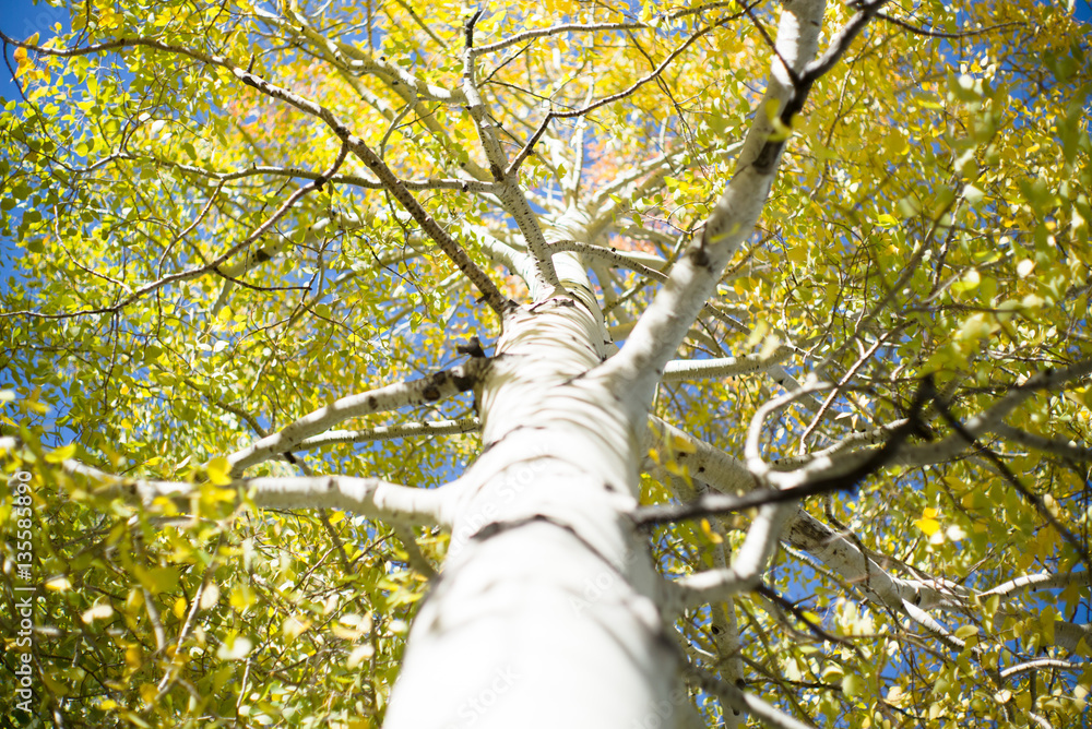 Fototapeta premium aspen trees autumn