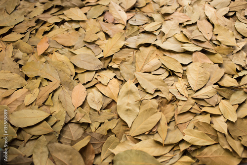 dry leaf on ground.