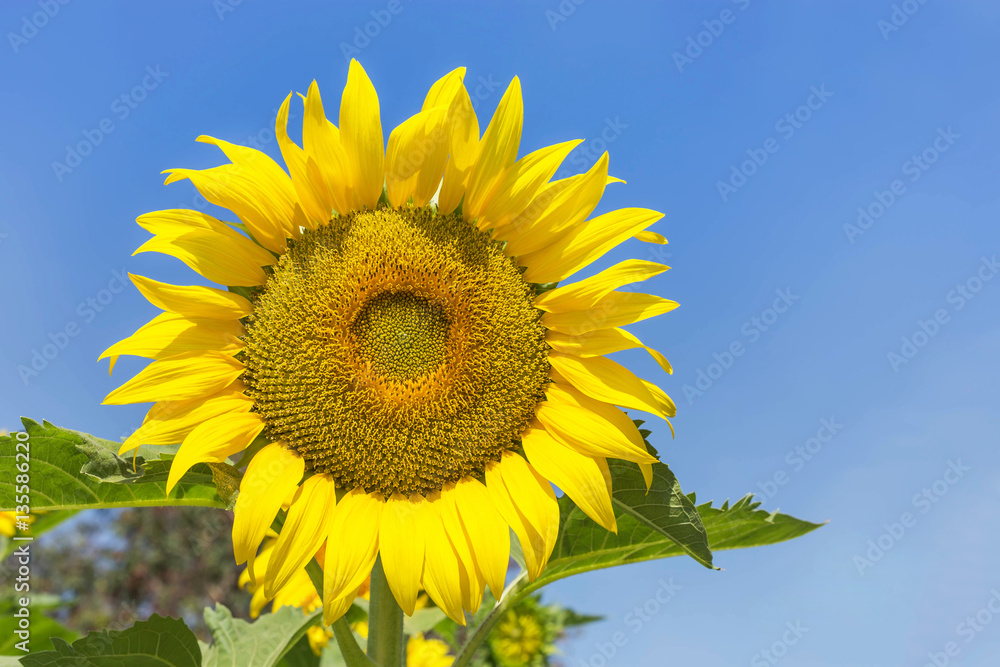 sunflower blooming in the field with blue sky background sunflower blooming in the field with blue sky background