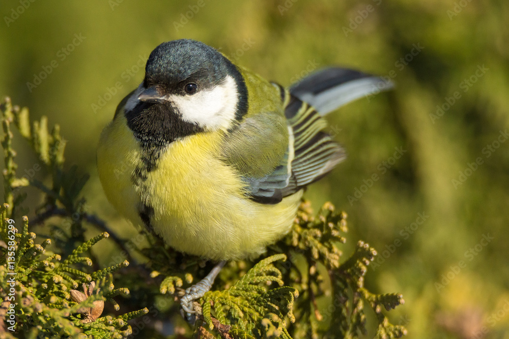 Obraz premium tit on a branch