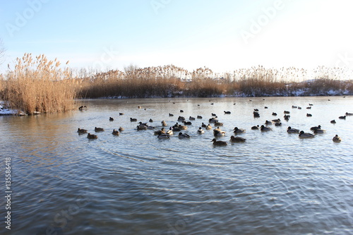 Река утки  зимой плавают .
