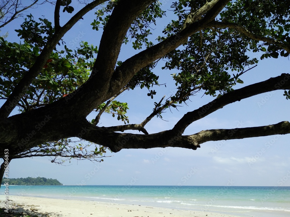 Tree large and Seascape