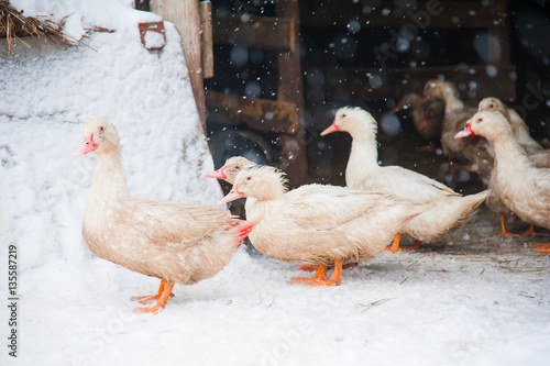 White ducks in the snow