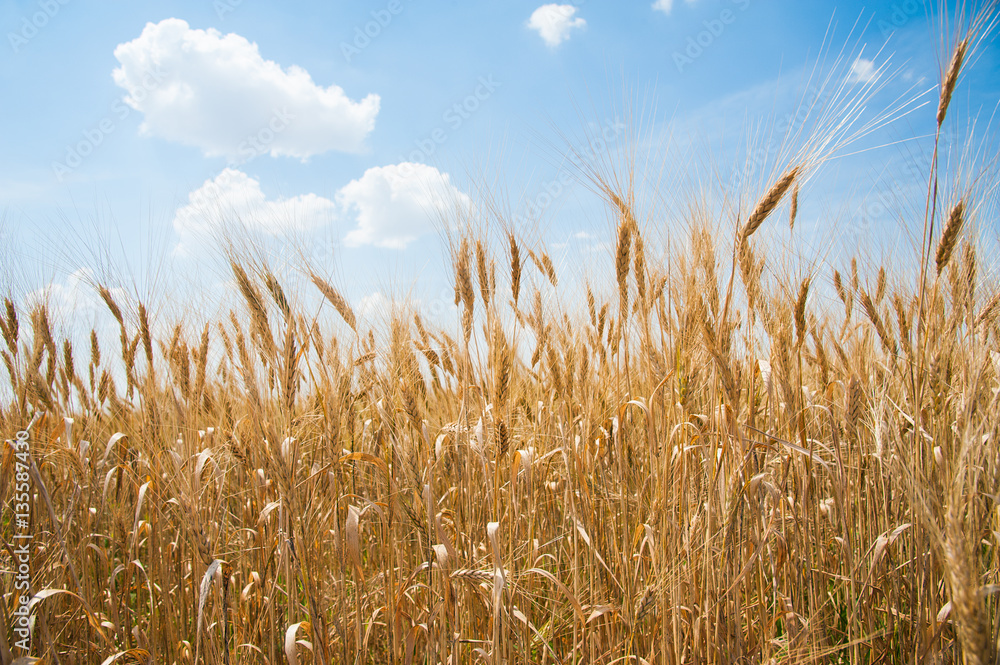 Obraz premium Gold wheat field