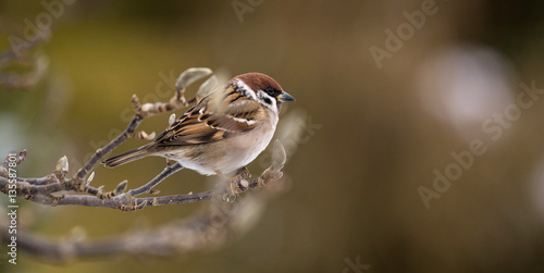 eurasian tree sparrow