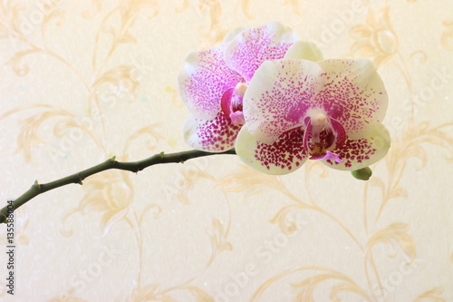 Fototapeta Naklejka Na Ścianę i Meble -  Орхидея в комнате