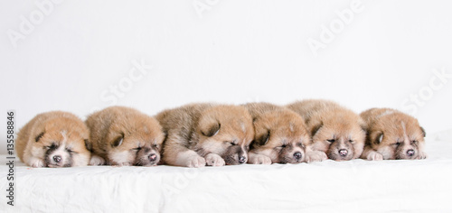 Puppies dog Akita breed © tmart_foto