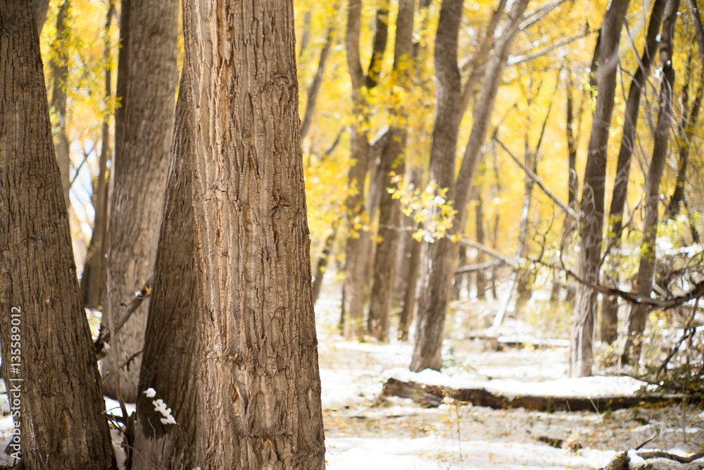 Obraz premium autumn path in colorado