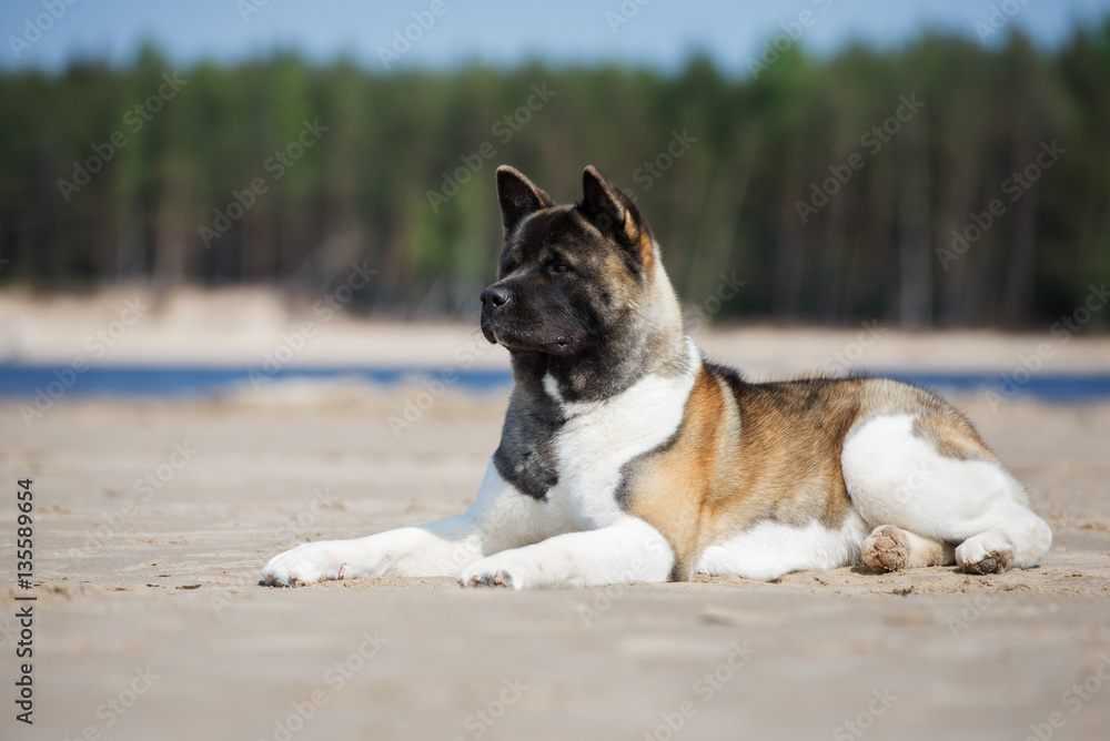 american akita dog lying down on the beach