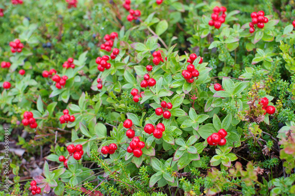 Red berries and water drop. Red berries and water drop.