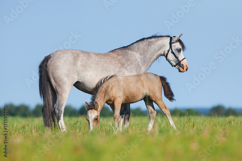 Fototapeta Naklejka Na Ścianę i Meble -  Mare with foal in field. Horses eating grass outside. Two horses grazing in summer.