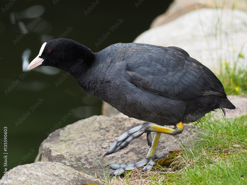 Obraz premium Coot (Fulica atra)