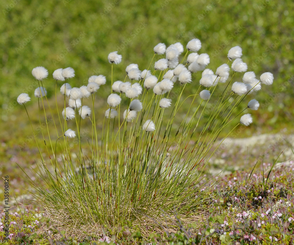The bushes cottongrass in summer.