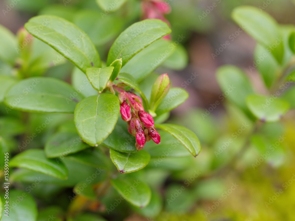 Bush cranberries with flowers. Bush cranberries with flowers.
